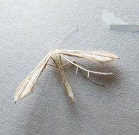 Pterophoridae unidentified species