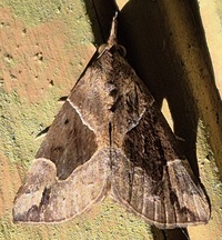 Hypena manalis