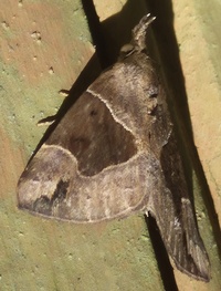 Hypena manalis