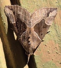 Hypena manalis