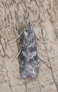 Nomophila nearctica