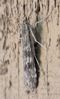 Nomophila nearctica