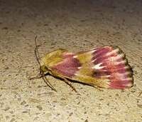 Schinia sanguinea