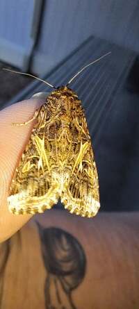 Spodoptera ornithogalli