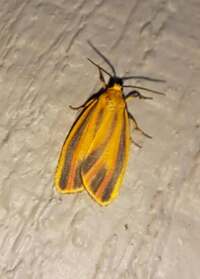 Hypoprepia fucosa