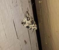 Polygrammate hebraeicum