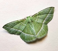 Dichorda iridaria