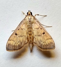 Herpetogramma fluctuosalis