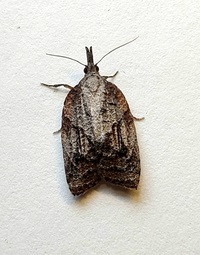 Platynota idaeusalis