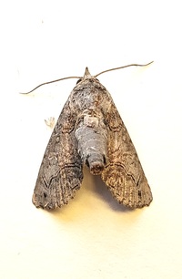 Paectes abrostoloides