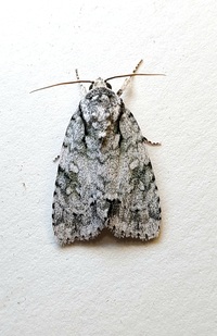 Acronicta vinnula