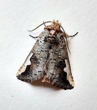 Symmerista albifrons