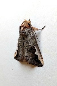 Symmerista albifrons