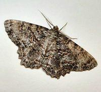 Epimecis hortaria