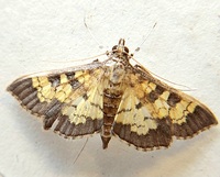 Diacme adipaloides