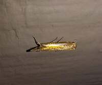 Crambus praefectellus