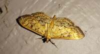 Herpetogramma pertextalis