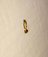 Isocorypha mediostriatella