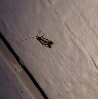 Isocorypha mediostriatella