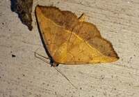 Hemeroplanis scopulepes