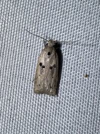 Scythropiodes issikii