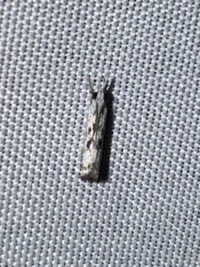 Microcrambus minor