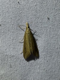 Donacaula unidentified species