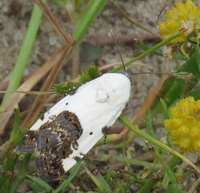 Tarache aprica