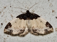 Mesoleuca ruficillata