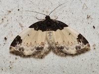 Mesoleuca ruficillata