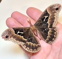 Callosamia angulifera