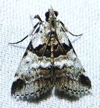 Tallula atrifascialis