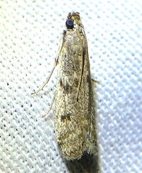 Phycitodes mucidella