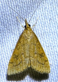 Udea rubigalis