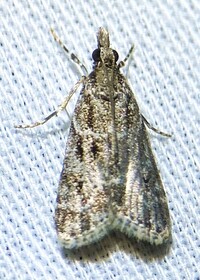 Eudonia heterosalis