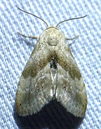 Eublemma minima
