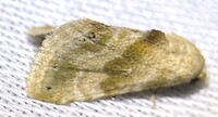 Eublemma minima