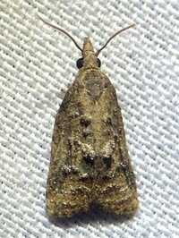 Platynota idaeusalis