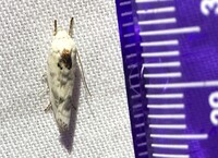 Antaeotricha schlaegeri