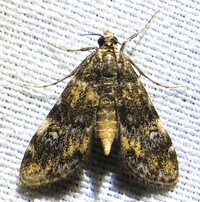 Elophila obliteralis