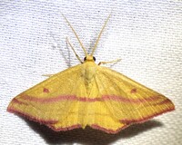 Haematopis grataria