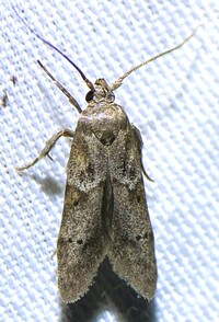Blastobasis glandulella