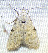 Meganola phylla