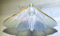 Diaphania costata