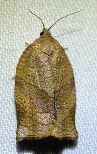 Choristoneura rosaceana