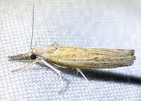 Fissicrambus mutabilis