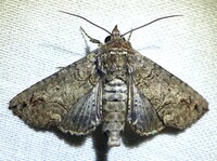 Paectes abrostoloides