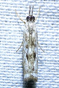 Microcrambus unidentified species