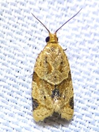 Clepsis peritana