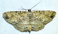 Melanolophia canadaria